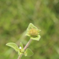 Richardia brasiliensis Gomes